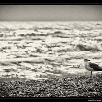 mare,bianconero,fine art,scogli,spiaggia,,gabbiani,reti da pesca,tramonto