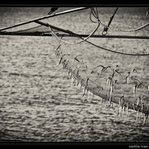 mare,bianconero,fine art,scogli,spiaggia,,gabbiani,reti da pesca,tramonto