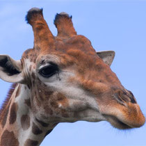 giraffa