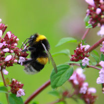 Hummel an Dost – "Wilder Majoran" (Foto: Petra Koob)