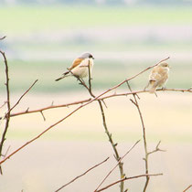 Neuntöter Alt- und Jungvogel (Foto: Petra Koob)