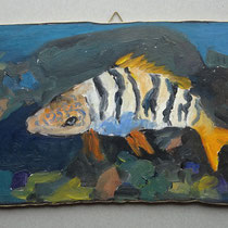 N 68 Serranus Scriba (17x28)