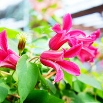 花ひろば花木・植木は900品種以上の取り扱い - 花ひろば 果樹 花ひろば花木・植木は900品種以上の取り扱い - 花ひろば 果樹