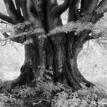 Title: "Standing strong 01, b&w"
