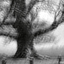 Title: "Ghost Tree 01, b&w"