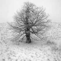 Title: "Waiting for spring 05, b&w"