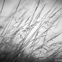 Title: "Poetic grasses 02, b&w"