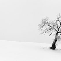 Title: "Waiting for spring 01, b&w"