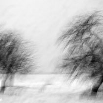 Title: "Poetic trees 01, b&w"
