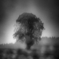 Title: "Solitary tree 02, b&w"