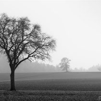 Title: "4 trees 01, b&w"