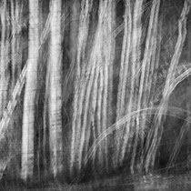 Title: "Crazy birches 01, b&w"