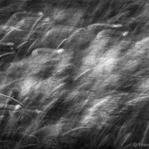 Title: "Dancing grasses 04, b&w"