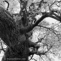 Title: "Wild oak tree 01, b&w"