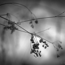 Title: "A winter poem 02, b&w"