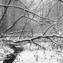 Title: "Woodland winter poem 02, b&w"