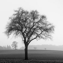 Title: "4 trees 02, b&w"