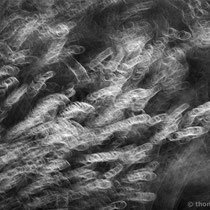 Title: "Dancing grasses 02, b&w"