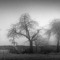 Title: "Row of trees 09, b&w"