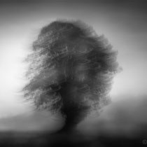 Title: "Liquid tree 03, b&w"