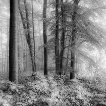 Title: "Misty forest 04, b&w"