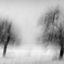 Title: "Poetic trees 04, b&w"