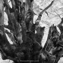 Title: "Ancient beech tree 01, b&w"
