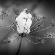 Title: "A winter poem 01, b&w"