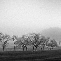 Title: "Row of trees 02, b&w"