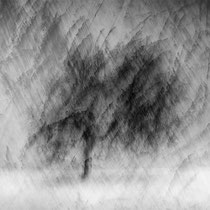 Title: "Poetic tree 03, b&w"