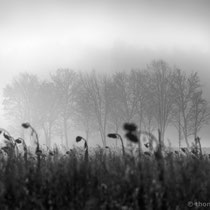 Title: "Summer has gone 05, b&w"