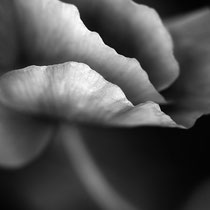 Title: "Abstract poppy blossom 01, b&w"