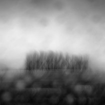 Title: "Poetic panoramic trees 01, b&w"