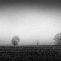 Title: "Row of trees 07, b&w"