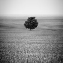 Title: "Springtime in the fields 03, b&w"