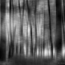 Title: "Sunny day in the woods 01, b&w"
