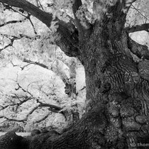 Title: "Standing strong 02, b&w"