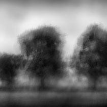Title: "Poetic trees 08, b&w"