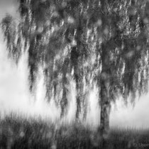 Title: "Impressionist tree 01, b&w"