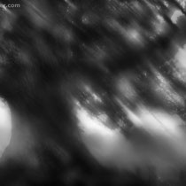 Title: "Liquid Tree 02, b&w"