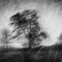 Title: "Lost in tranquility 05, b&w"