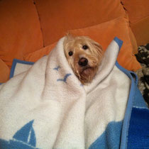 Der Kuschelhund