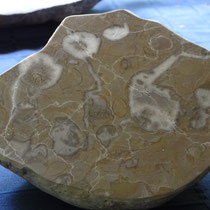 Ebenfalls Einzelkorallen, aber auf einem auseinander geschnittenen Stein