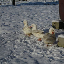 Die Enten nutzen den Schnee zum Waschen, nachdem der Teich zugefroren ist