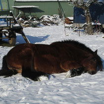 Elfi hat sich in den Schnee gelegt ...