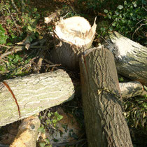 Holzreste im Wald