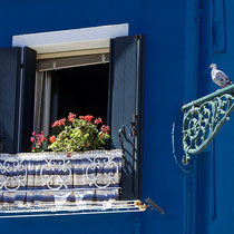 A pigeon enjoying the view