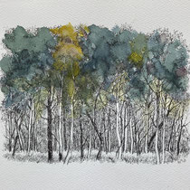Waldrand | 2023 | Tusche / Aquarellfarbe | 24 x 30 cm