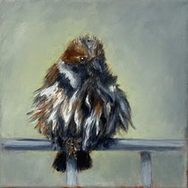 Spatz nass | 2025 | Öl auf Leinwand | 25 x 25 cm