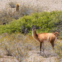 Guanaco (del quechua wanaku)​ (Lama guanicoe), parque nacional Los Cardones, Salta.